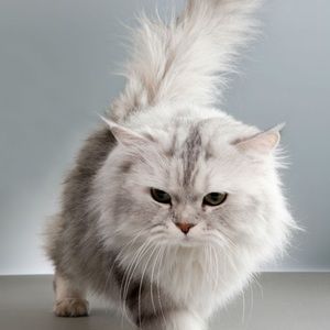 Meet your Posher, Dan